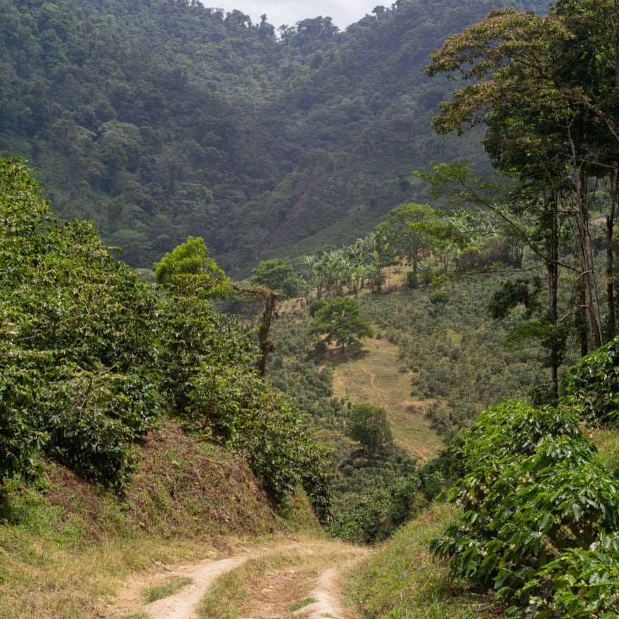 Nicaragua Chavarría anaerobic natural espresso