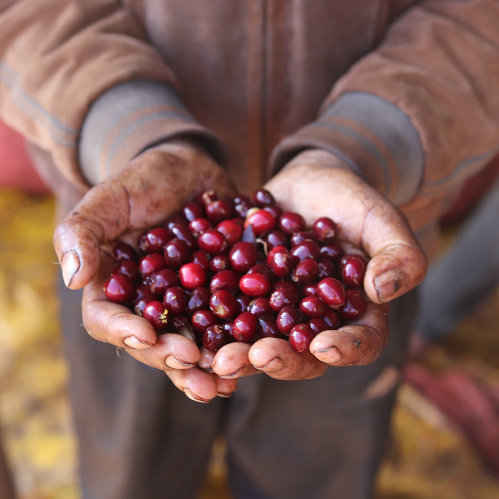 Ethiopia Dari natural